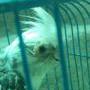 Ninfa con problema en el ojo